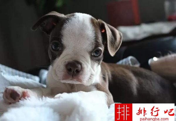 世界上最小的十种狗 最小的吉娃娃只有1公斤