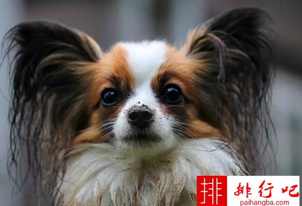 世界上最小的十种狗 最小的吉娃娃只有1公斤