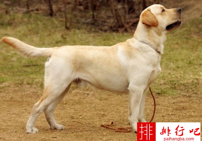 印度十大最受欢迎的狗品种 德国牧羊犬排第一