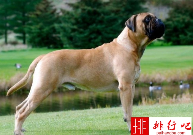 印度十大最受欢迎的狗品种 德国牧羊犬排第一