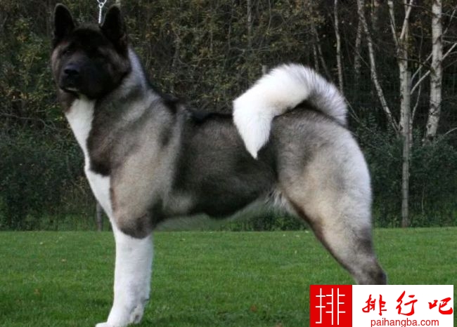 世界上最难训练的十大狗品种 达尔马提犬排在第一