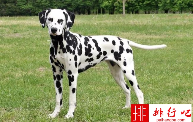 世界上最难训练的十大狗品种 达尔马提犬排在第一