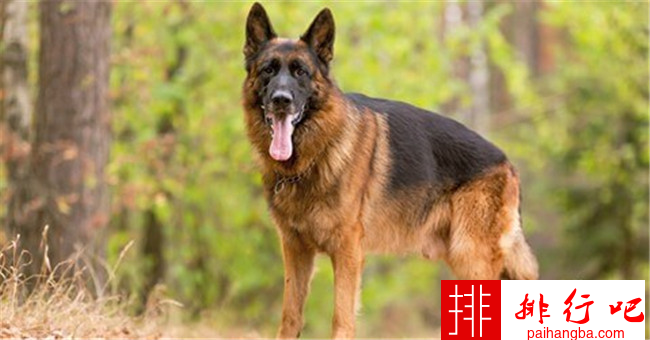 世界十大强壮狗狗排行 哈士奇和阿拉斯加都上榜了