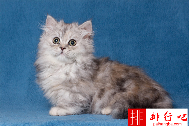 世界上最可爱的十种猫 布偶猫只能排倒数第一​