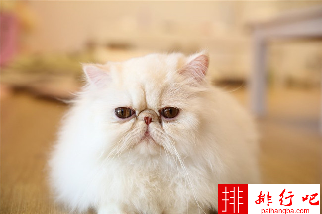 世界上最可爱的十种猫 布偶猫只能排倒数第一​
