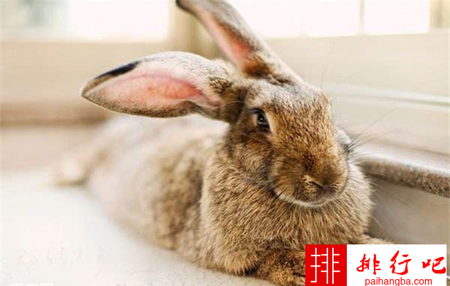 最受欢迎的兔子品种排名 公主兔气质最为高雅
