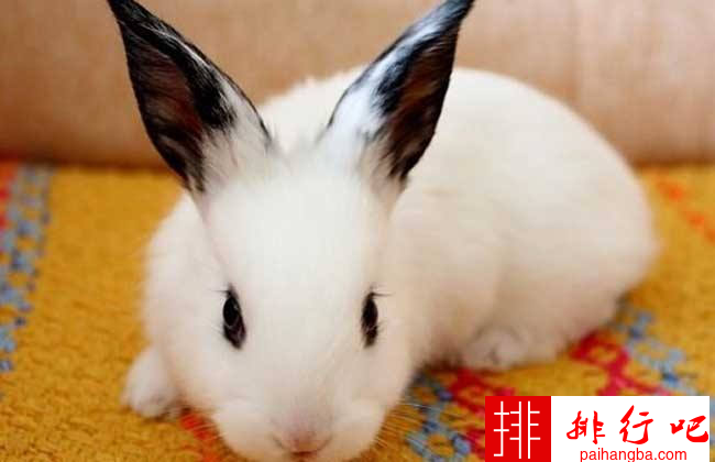 最受欢迎的兔子品种排名 公主兔气质最为高雅