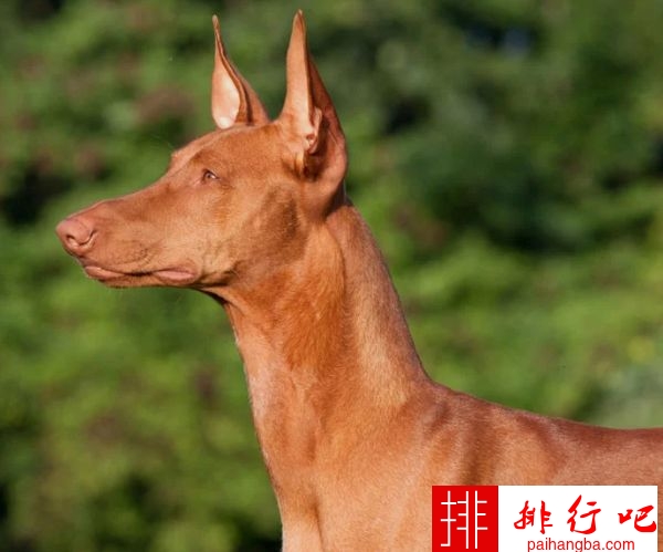 世界十大名犬排行榜 萨摩耶犬售价高达1.1万美元！