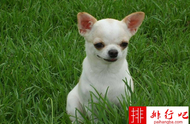 世界上饭量最小的狗 可爱的吉娃娃上榜