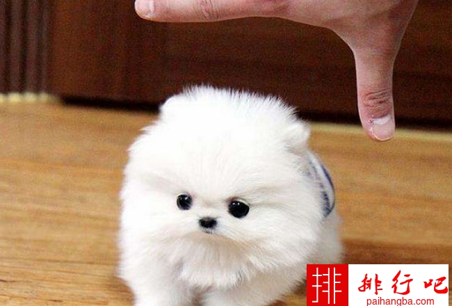 世界上饭量最小的狗 可爱的吉娃娃上榜