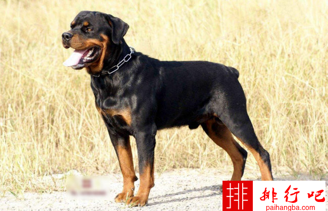 世界十大忠诚的狗排名 中华田园犬无可取代