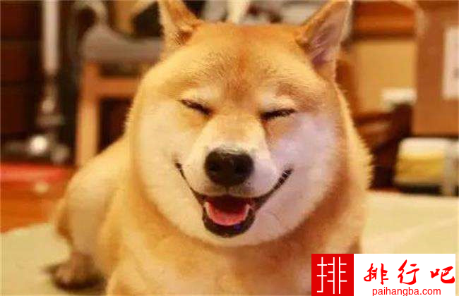 世界十大忠诚的狗排名 中华田园犬无可取代