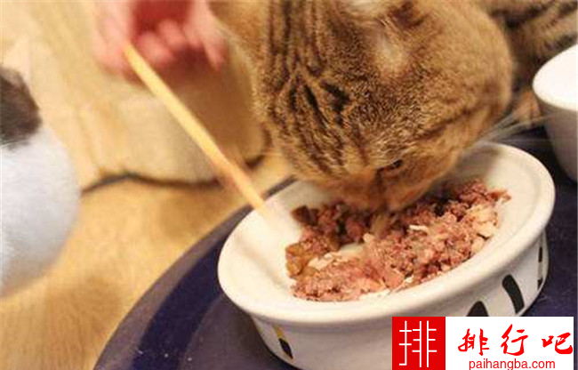 猫最爱吃的10种食物 猫除了吃猫粮还吃什么