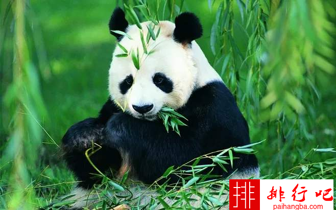 盘点全球十大最可爱动物，大熊猫实力上榜