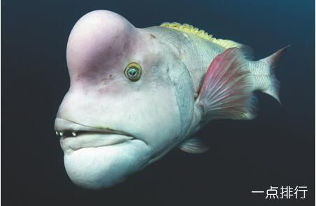 盘点世界十大最丑海洋生物，奇怪的知识增加了