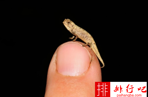 世界上最小的爬行动物是什么？体长仅22毫米