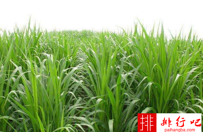 牧草品种大全 中国最好的十大牧草