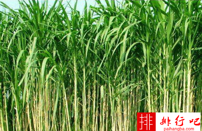 牧草品种大全 中国最好的十大牧草