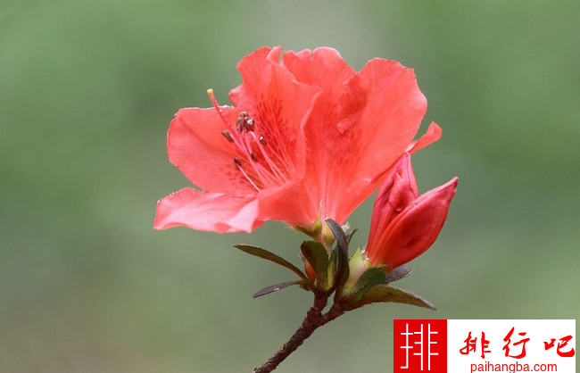中国传统十大名花 牡丹竟仅排第二