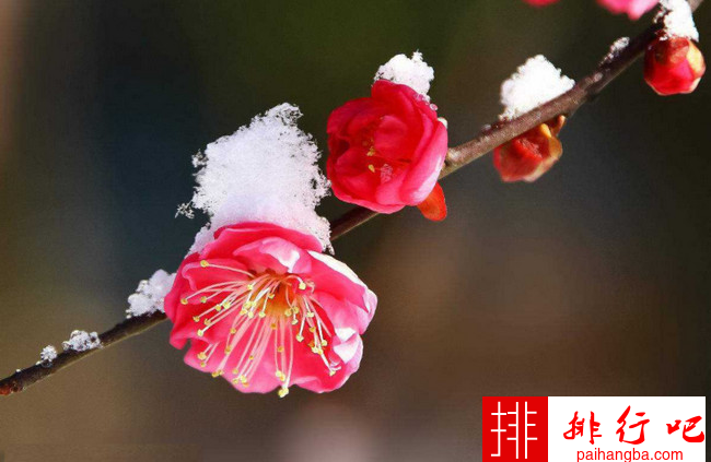 中国传统十大名花 牡丹竟仅排第二