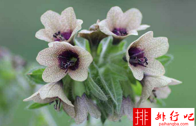 全球十大毒花排行榜 世界上最妖娆最毒的花