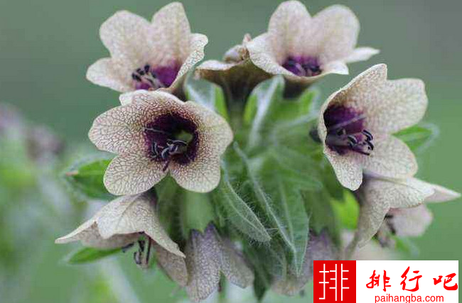 中国八大剧毒植物 古人常用乌头汁毒杀野兽