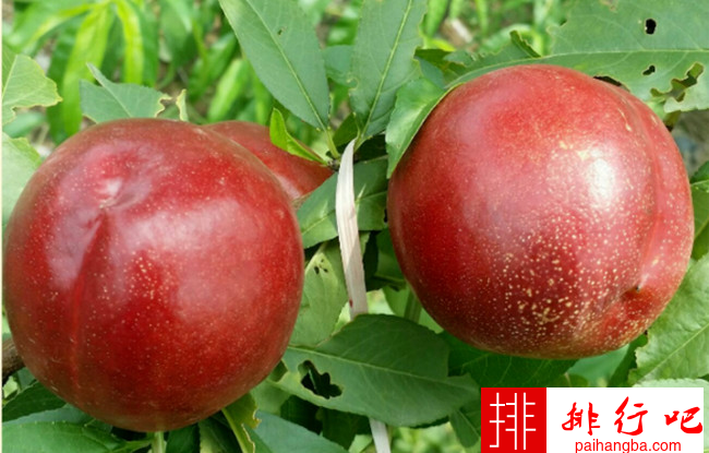 国内十大最好的油桃品种 什么油桃大又甜品种好