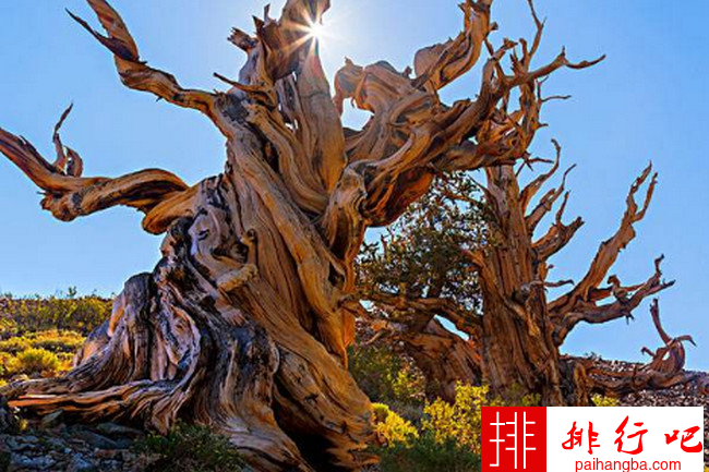 全球十大寿命最长的植物 龙血树只排倒数第三