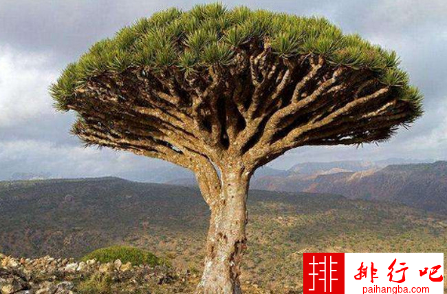 全球十大寿命最长的植物 龙血树只排倒数第三
