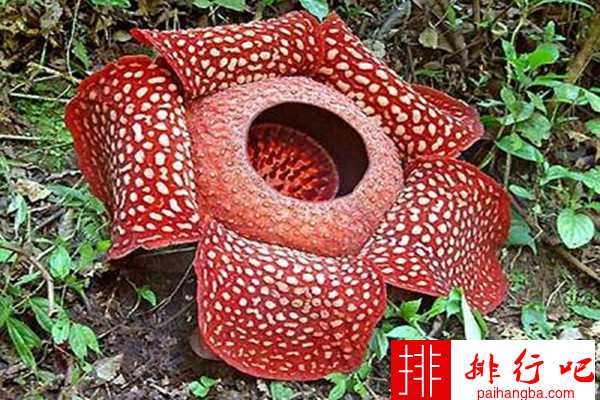世界上最大的花 大王花最大花径1米重7.5千克
