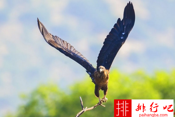 世界十大最凶猛的鹰排名 海东青仅排第四