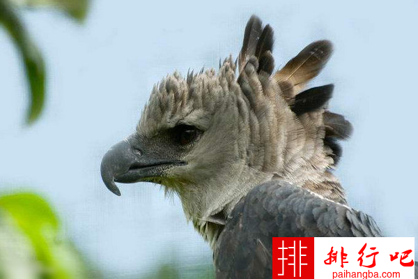 世界十大最凶猛的鹰排名 海东青仅排第四