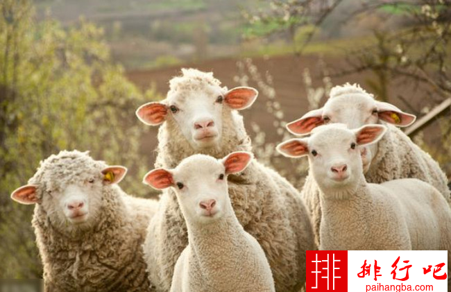 中国十大名羊品种排行榜 中国什么羊品种最好
