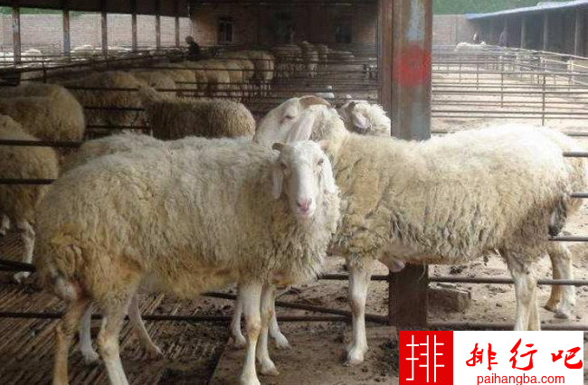 中国十大名羊品种排行榜 中国什么羊品种最好