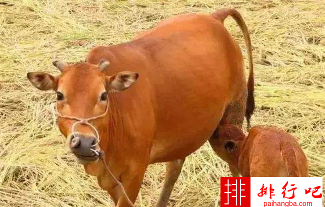 中国五大良种黄牛品种 黄牛哪个品种最好