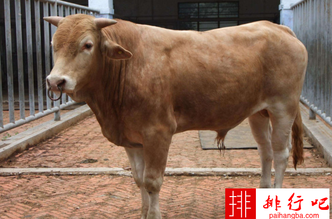 中国五大良种黄牛品种 黄牛哪个品种最好