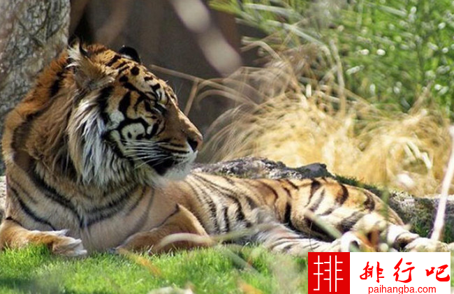 猫科动物奔跑速度排名 猎豹时速可达115公里