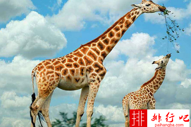 世界上最高的哺乳动物排名 长颈鹿第一河马垫底