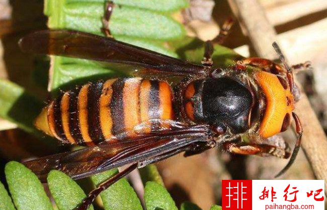 美国首次发现“杀手大黄蜂” 毒性超强可致人死亡