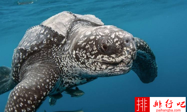 世界上体型最大的海龟 长达3米重800-900公斤