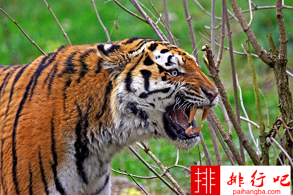 世界上最大的老虎 身长为2.8米，尾巴长约1米
