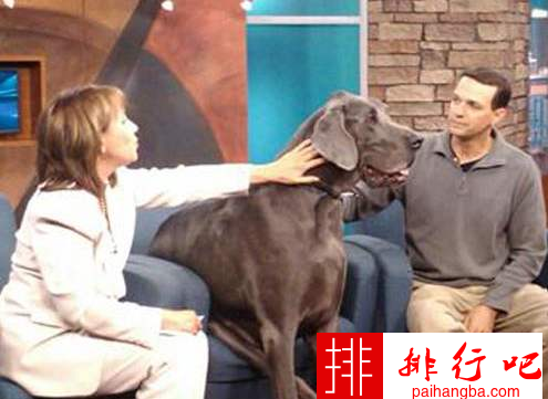 世界上最大的狗 大乔治高度：109厘米；体重：111千克