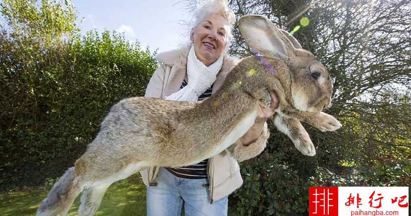 世界上最大的兔子 大流士兔子体长：1.22米；体重：45斤