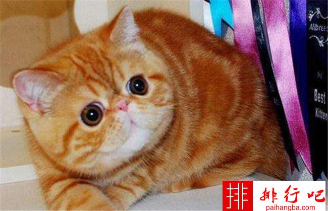十大最可爱猫咪排行榜 加菲猫仅排第二