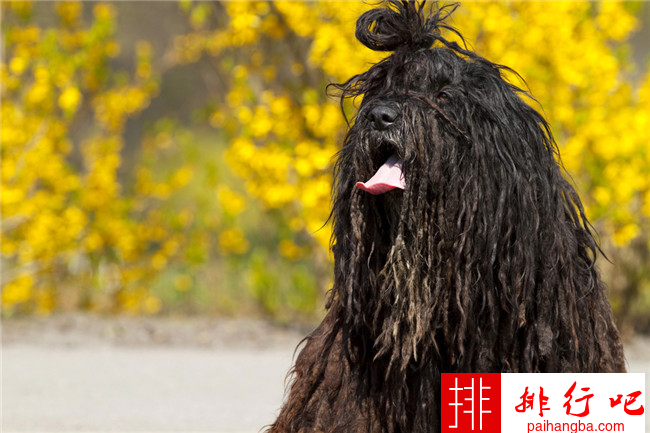 世界十大最搞笑的狗狗 斗牛梗仅排倒数第二