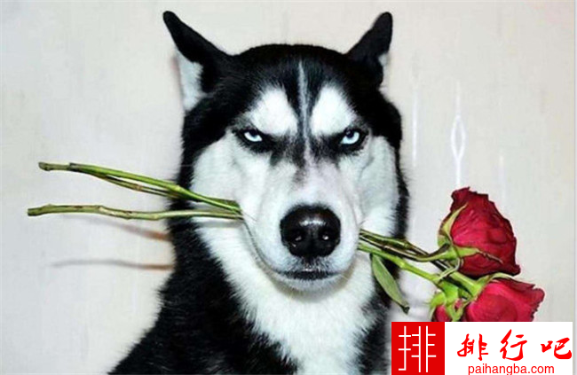世界最强壮的狗排名 藏獒排名第一