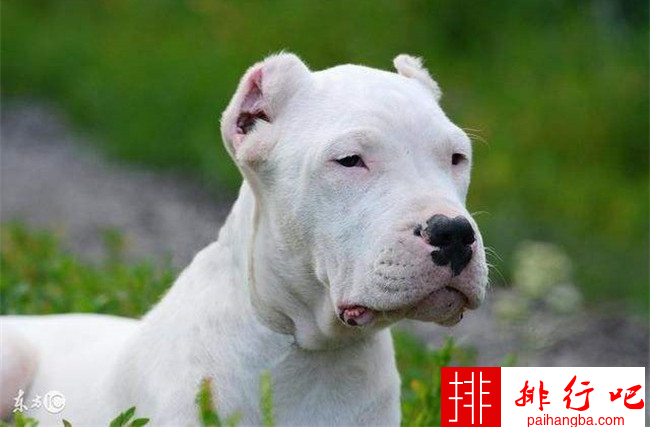 世界最强壮的狗排名 藏獒排名第一