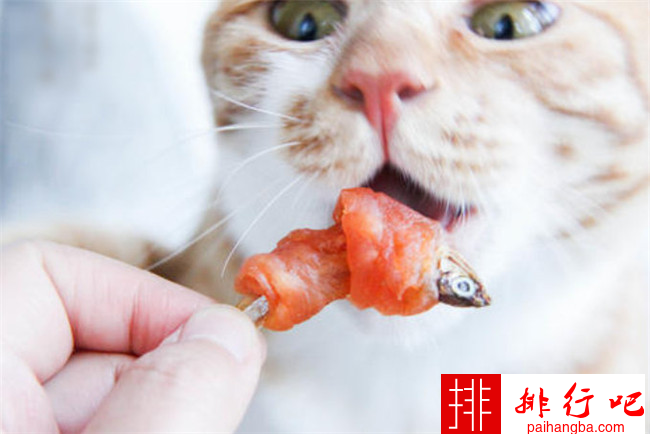 猫最爱吃的食物排行  小鱼干只能排第二