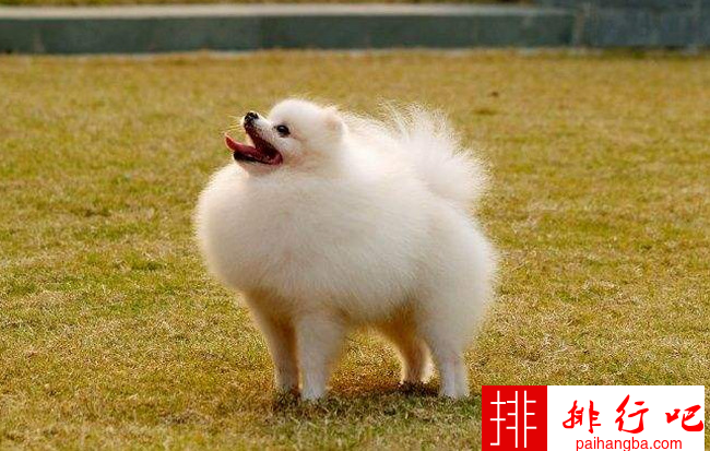 小型宠物狗的品种名称大全 最受欢迎的小型宠物犬排名