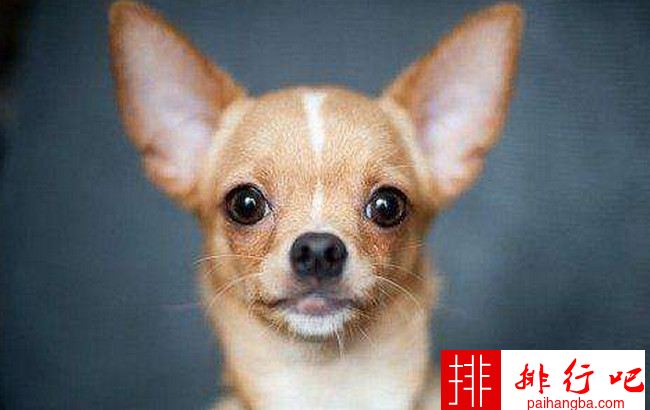 小型宠物狗的品种名称大全 最受欢迎的小型宠物犬排名